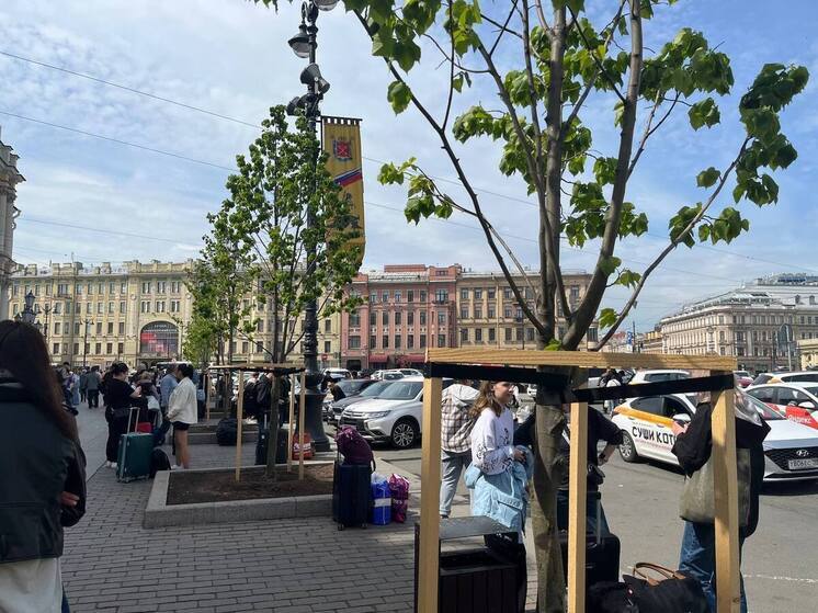 Бесхозные липы у Московского вокзала стали поводом для скандала