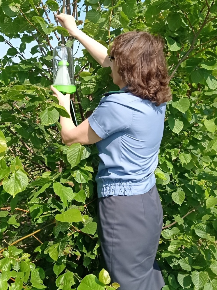 В Чебоксарском питомнике «Ивушка» начался фитосанитарный мониторинг