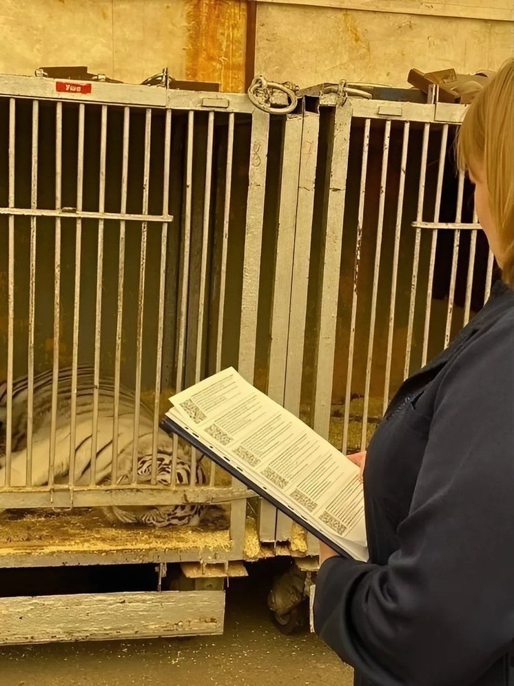 В Чебоксарах ветеринары провели осмотр животных цирка-шапито «Максимус»