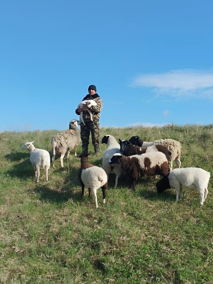 Соцконтракт помог жителю села Мусирмы запустить мясное овцеводство