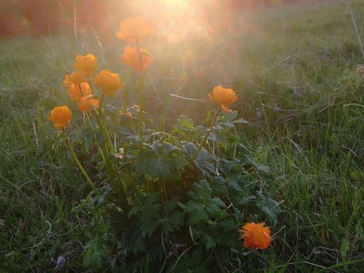 В Хакасии распустились первые символы республики