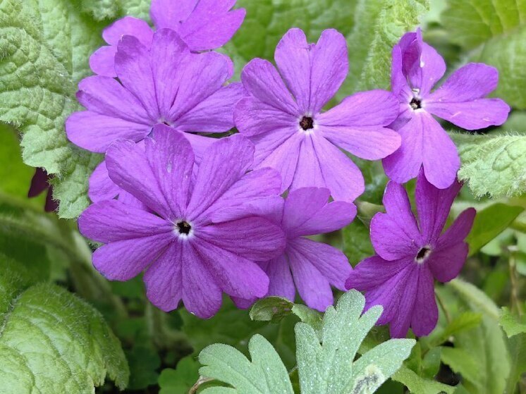 В Приморском крае 1 июня ожидаются дожди из-за циклона