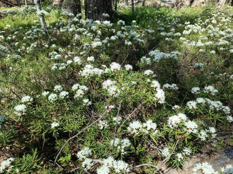 В лесах Марий Эл цветет багульник болотный: почему его лучше обойти стороной
