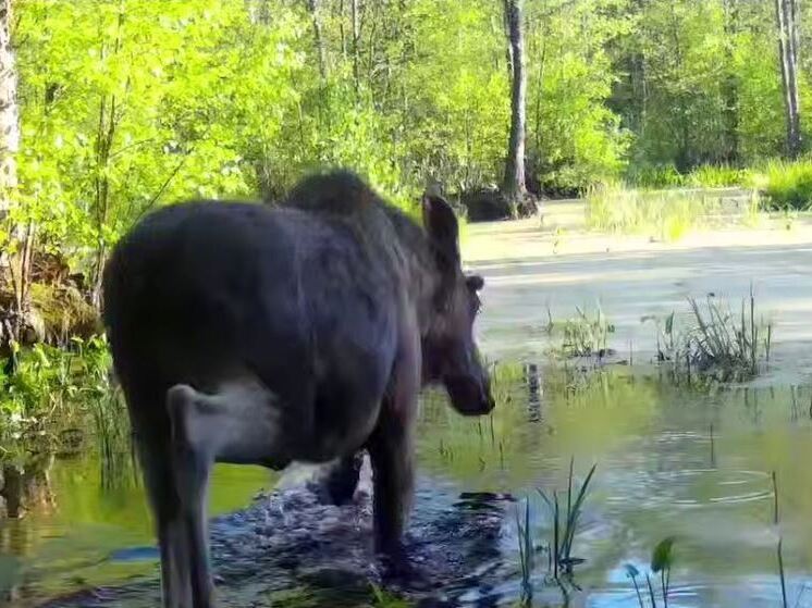 В «Калужских засеках» за купанием застали лося