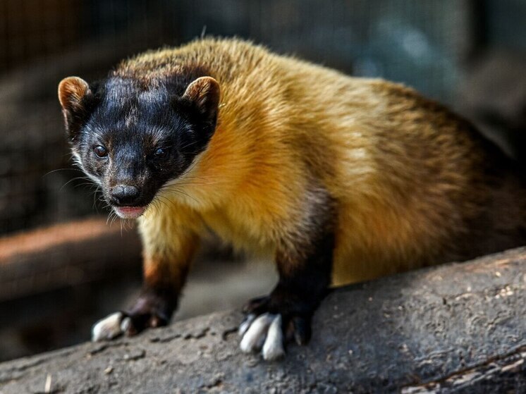 Дети бесплатно смогут посетить зоосад «Приамурский» в Хабаровске 1 июня