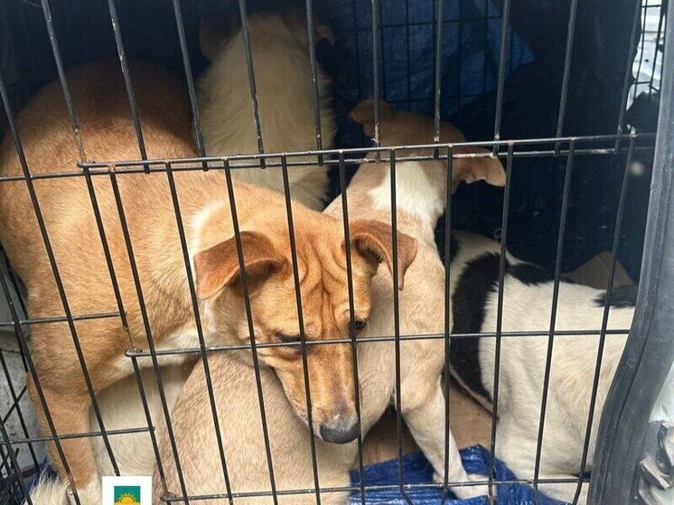 В Макеевке отловили более 20 бродячих псов