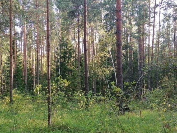 Заблудившихся подростков вывели из леса в Подмосковье