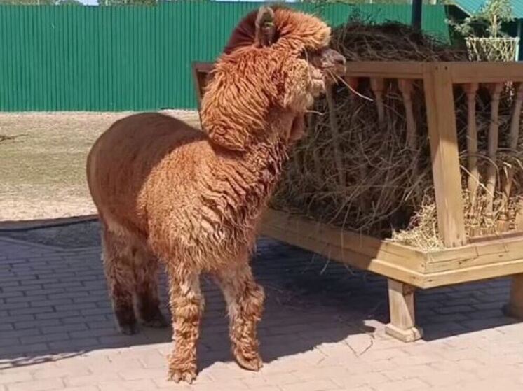 Калужские ветеринары проверили оленей и альпак