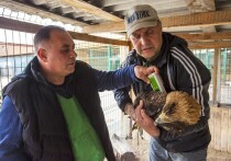 На Южном Урале намерены восстанавливать популяцию лошадей Пржевальского