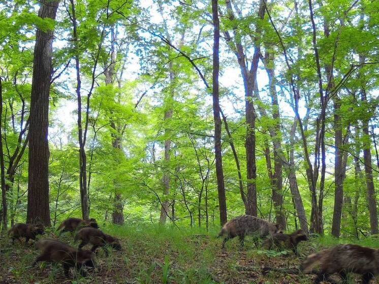 Семью енотовидных собак удалось заснять в одном из заповедников Приморского края