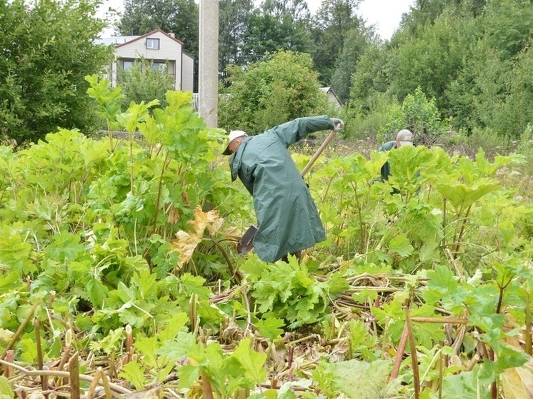 В Твери началась сезонная борьба с борщевиком: до конца сентября обработают ряд территорий