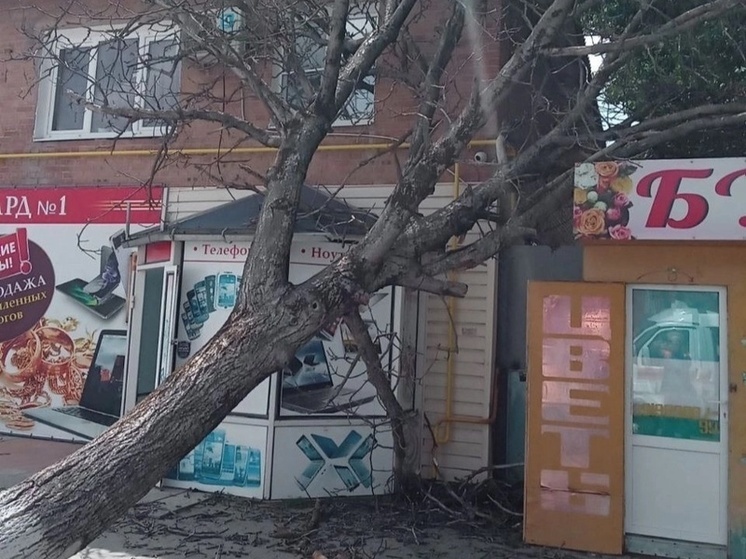 В Зернограде огромное сухое дерево свалилось на двухэтажный дом