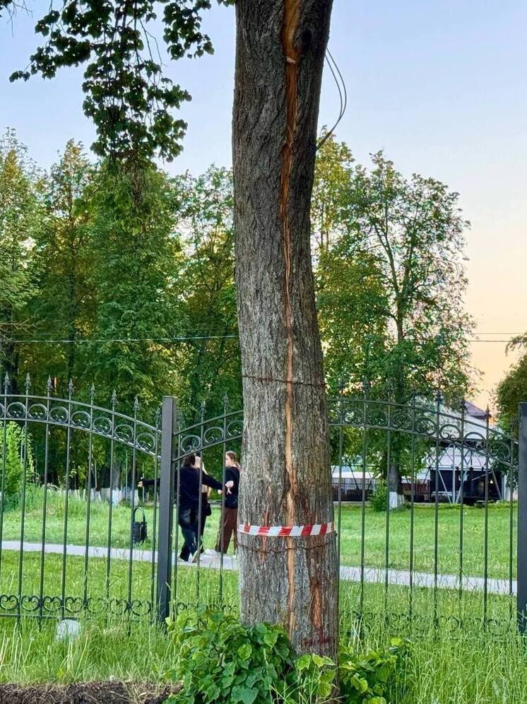 В Людинове спилят аварийные деревья