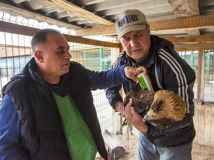 На Южном Урале намерены восстанавливать популяцию лошадей Пржевальского