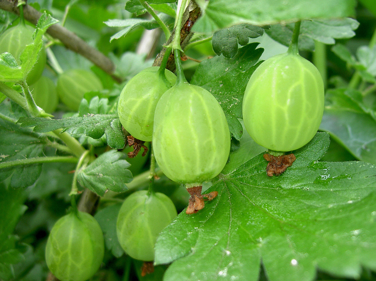 Нил Барнард: веганская диета облегчает приливы жара при менопаузе