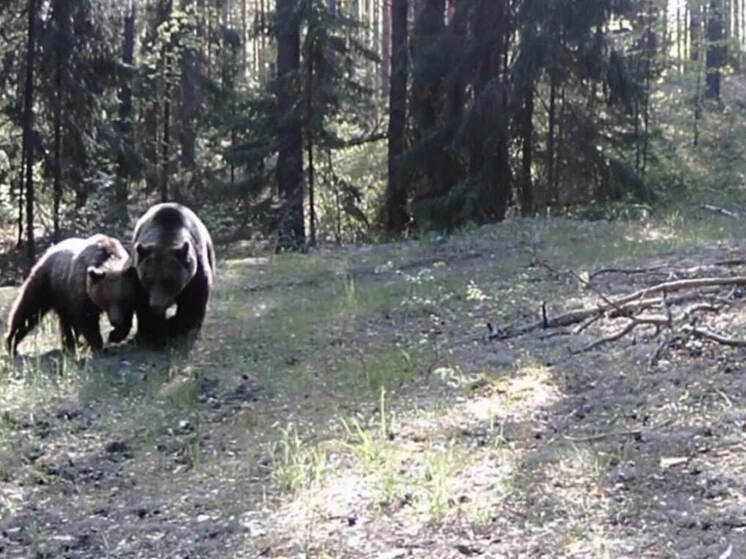 Видеокамера в марийском лесу запечатлела свидание медведей