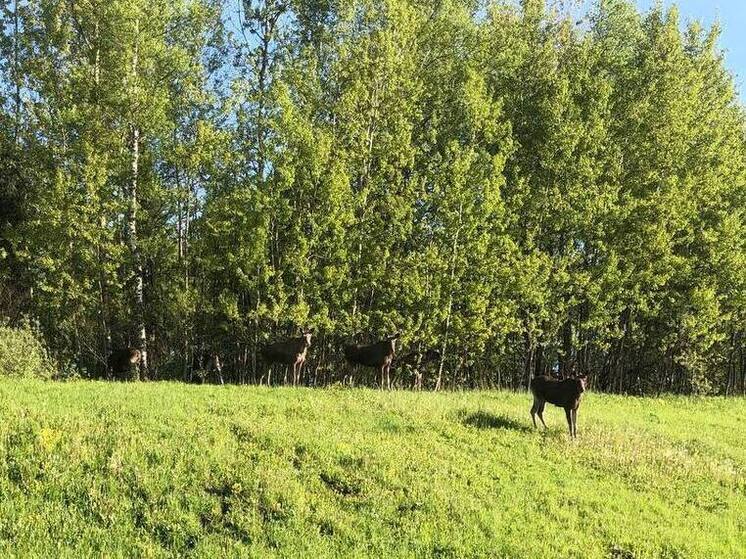 Семейство лосей заметили у Ярославского шоссе в Подмосковье