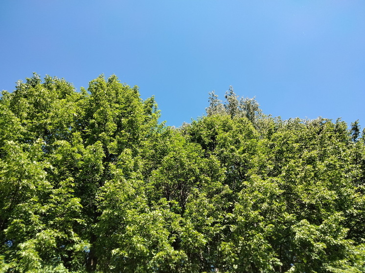 В лесах Марий Эл вновь объявлена высокая пожароопасность