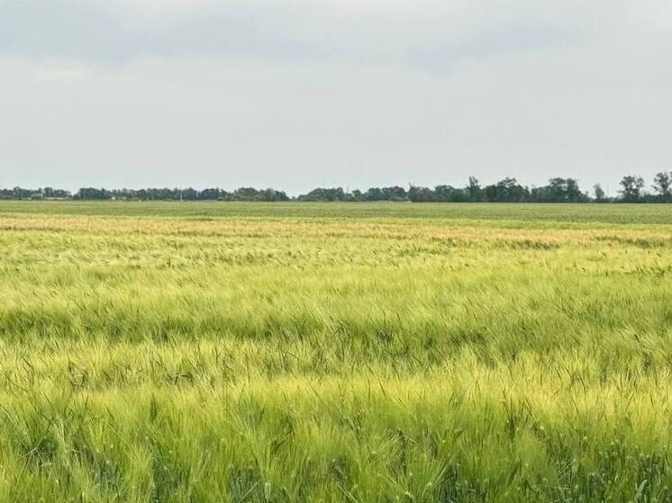 В Запорожской области поделились успехами демонстрационных посевов