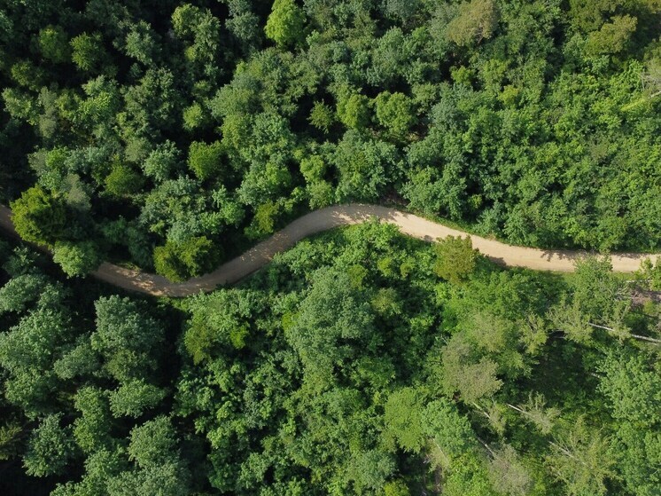 Состояние лесов с помощью ИИ будут оценивать в Липецкой области