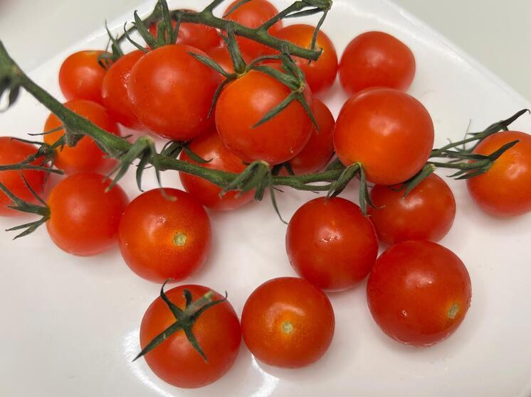 «Зеленый эталон» получил первый в КБР производитель томатов