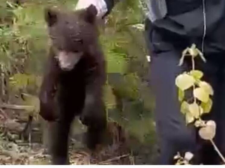 Судьба медвежонка из вирусного видео в Усть-Илимске выясняется