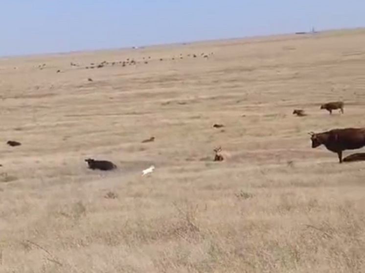 В Калмыкии засняли белого сайгачонка