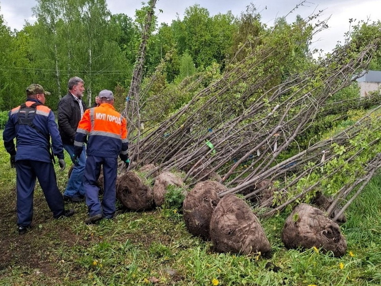 В Йошкар-Оле посадят татарские клены