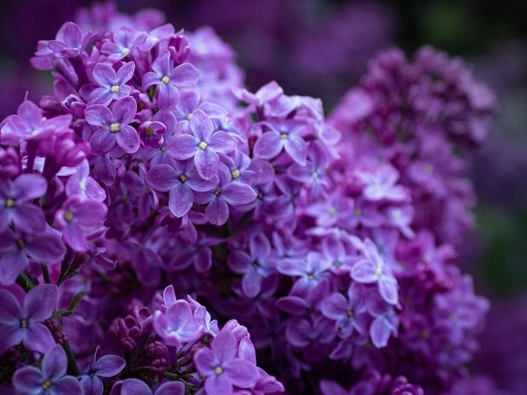 В калужской «Тимирязевке» посадили сирень в честь героев