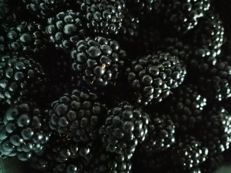 Свыше 200 тонн субтропических культур планируют собрать в Сочи