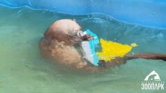 Смотрим и завидуем: челябинские выдры резвятся в бассейне. Видео