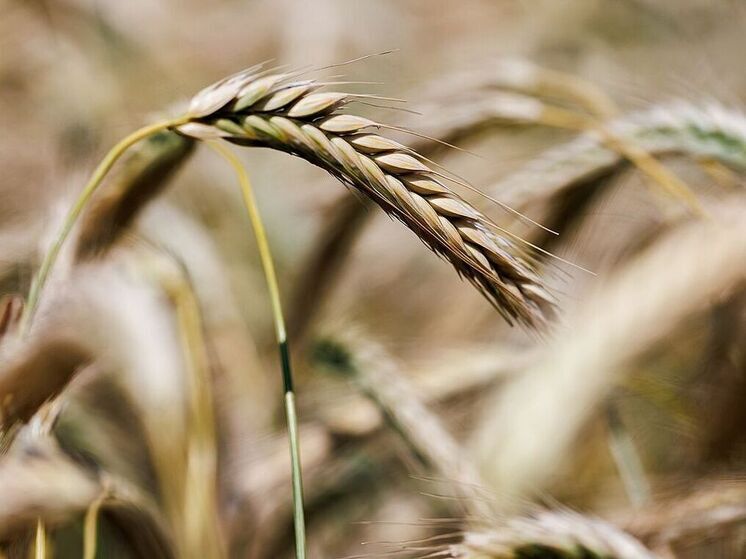 Омская область рискует остаться без урожая из-за полчищ рапсового листоеда