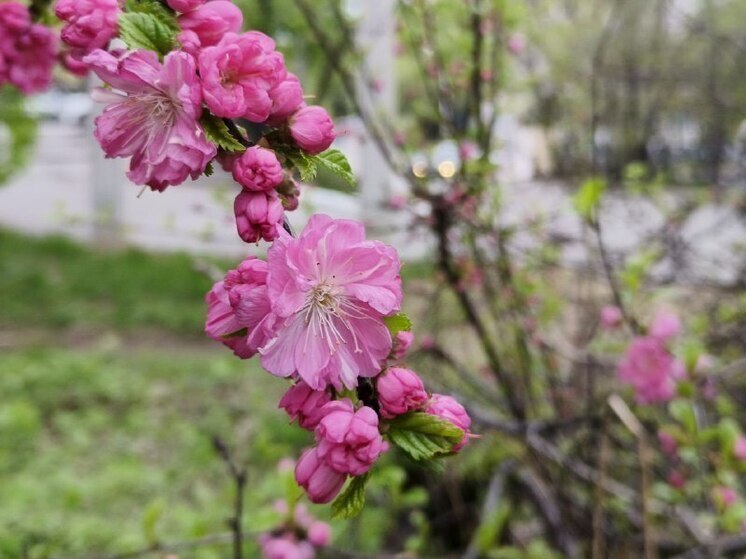В Хабаровске 30 мая температура воздуха поднимется до +31 градуса