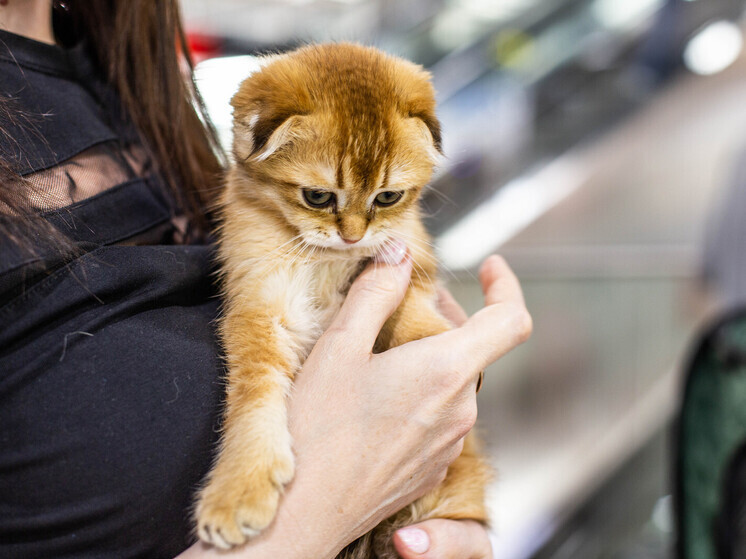 Выставка милых котиков пройдет в эту субботу во Владивостоке