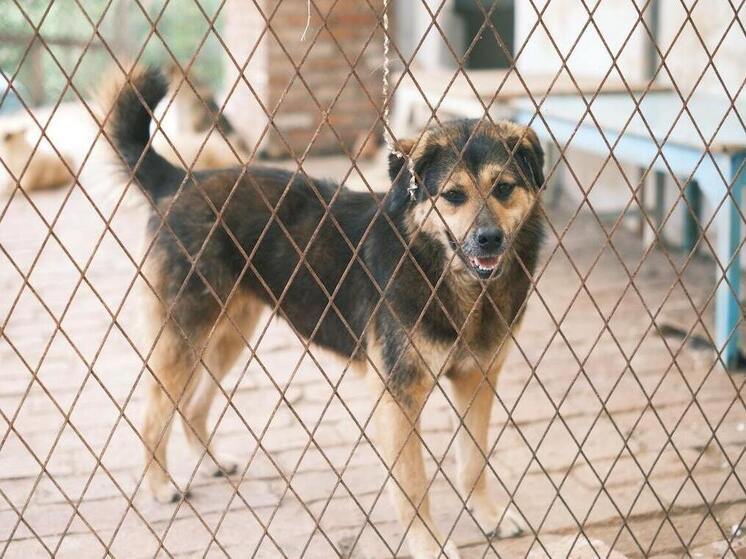 La loi sur l'euthanasie des chiens errants retirée de l'examen en Transbaïkalie