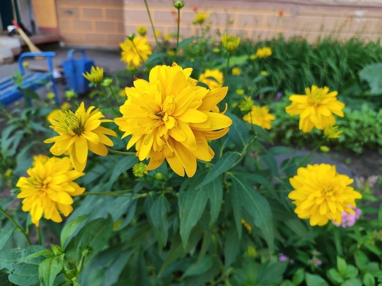 Оренбург вернет себе статус «города цветов»