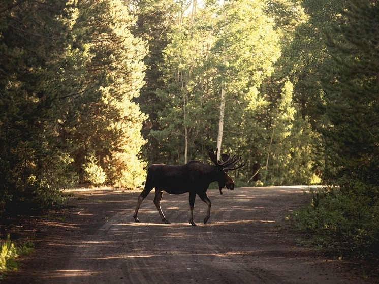 На калужских дорогах в ДТП погибли 50 косуль и лосей