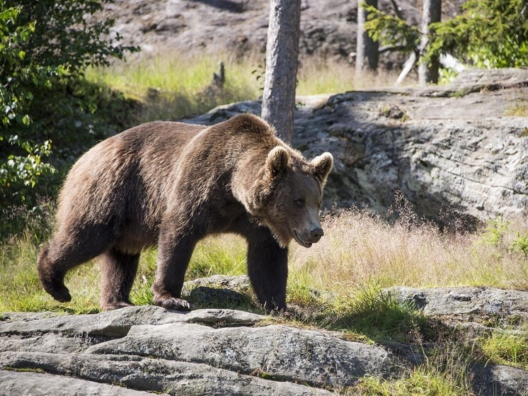 В Башкирии люди все чаще стали встречать на своем пути медведей