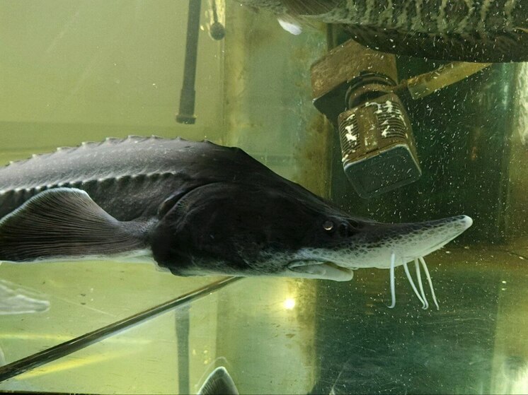 Группу браконьеров будут судить за вылов краснокнижной рыбы в Хабаровском крае