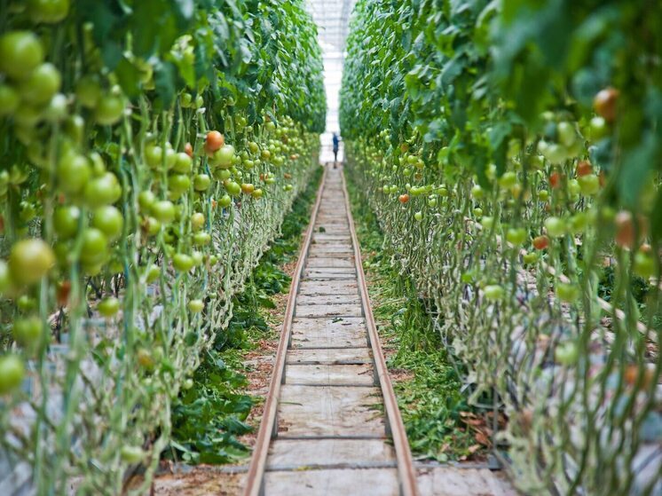 Под Волгоградом в теплицах объявили карантин из-за опасного вируса