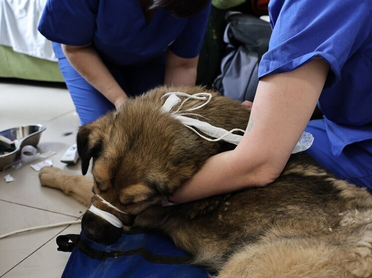 За три дня в питомнике Владикавказа простерилизовали 313 кошек и собак