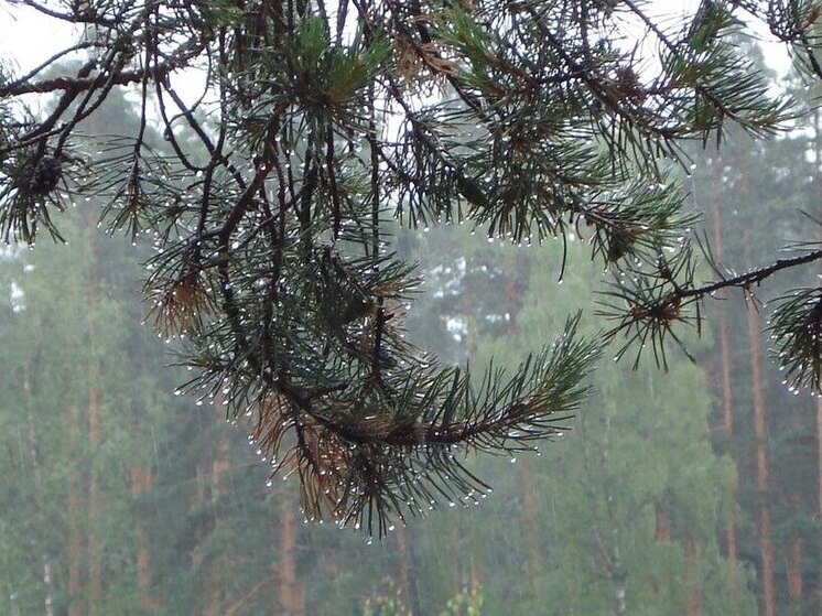 В Иркутской области потушены все лесные пожары