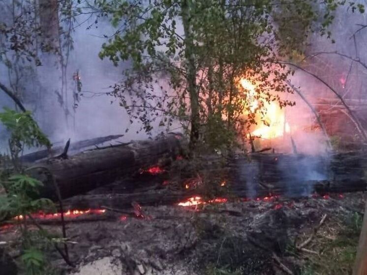 Крупный лесной пожар локализовали в Звенигороде