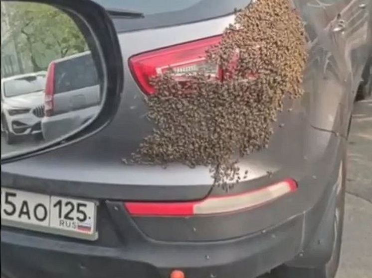 Во Владивостоке пчелы снова атаковали машину