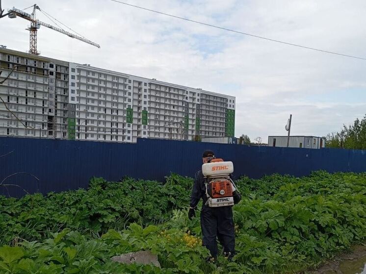 В Заневском поселении от борщевика Сосновского обработают 19 гектаров территории