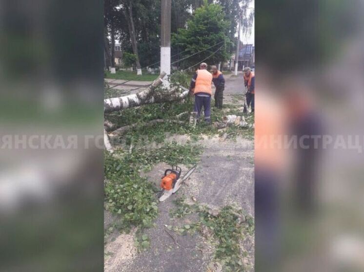 После урагана в Брянске убрали большинство поваленных деревьев