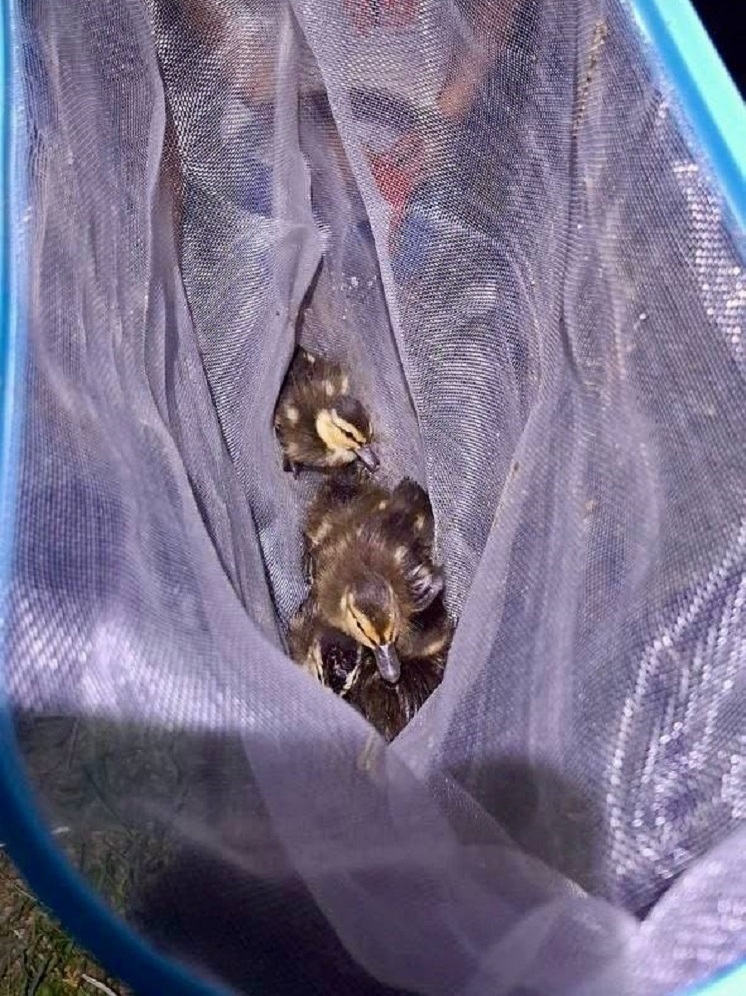 Шестерых утят спасли специалисты Нижегородского водоканала