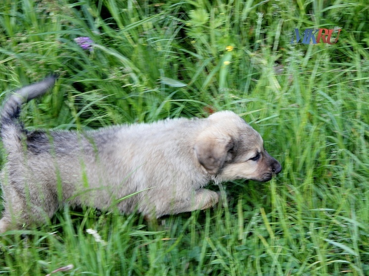 В Калуге пройдёт ярмарка собак