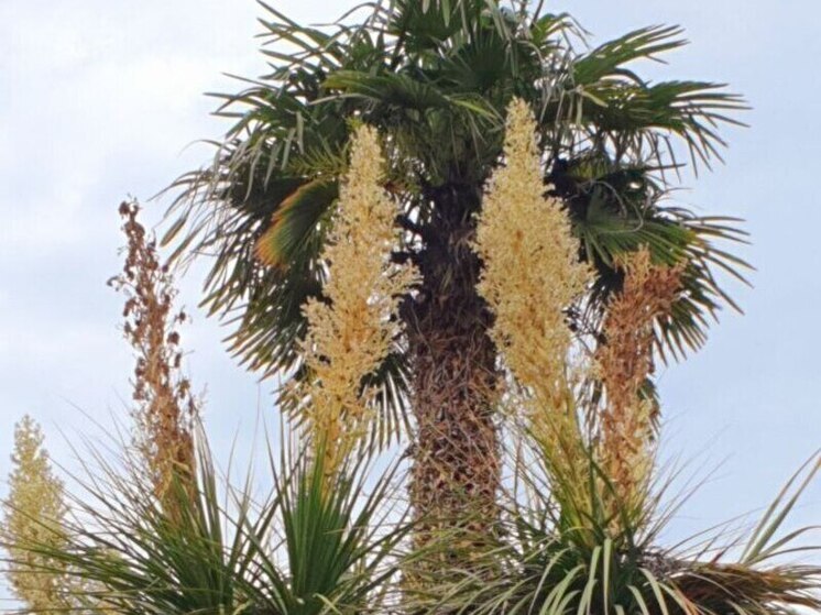 В Сочи расцвела «слоновья нога»