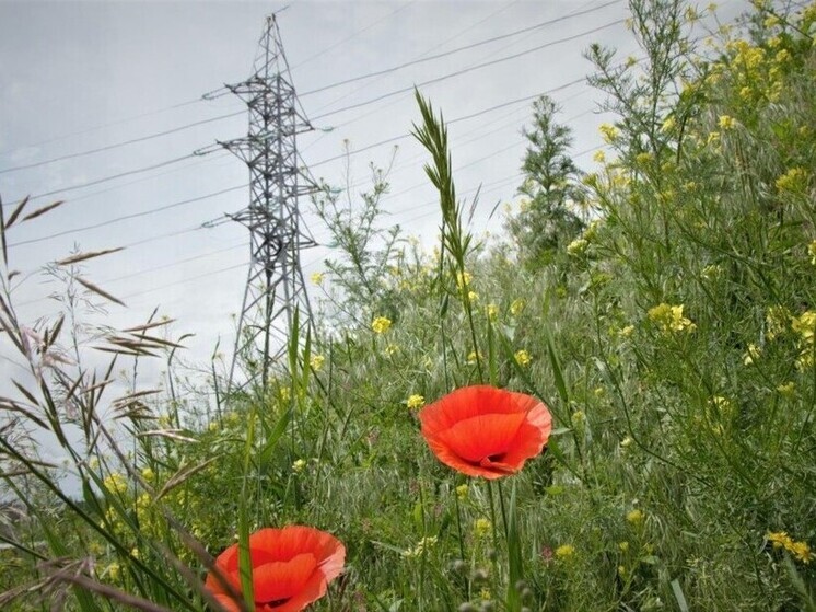 «Россети Северный Кавказ» обновляют сетевую инфраструктуру в Минераловодском округе